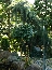 Jałowiec pospolity (Juniperus communis) Horstman [zwisający]